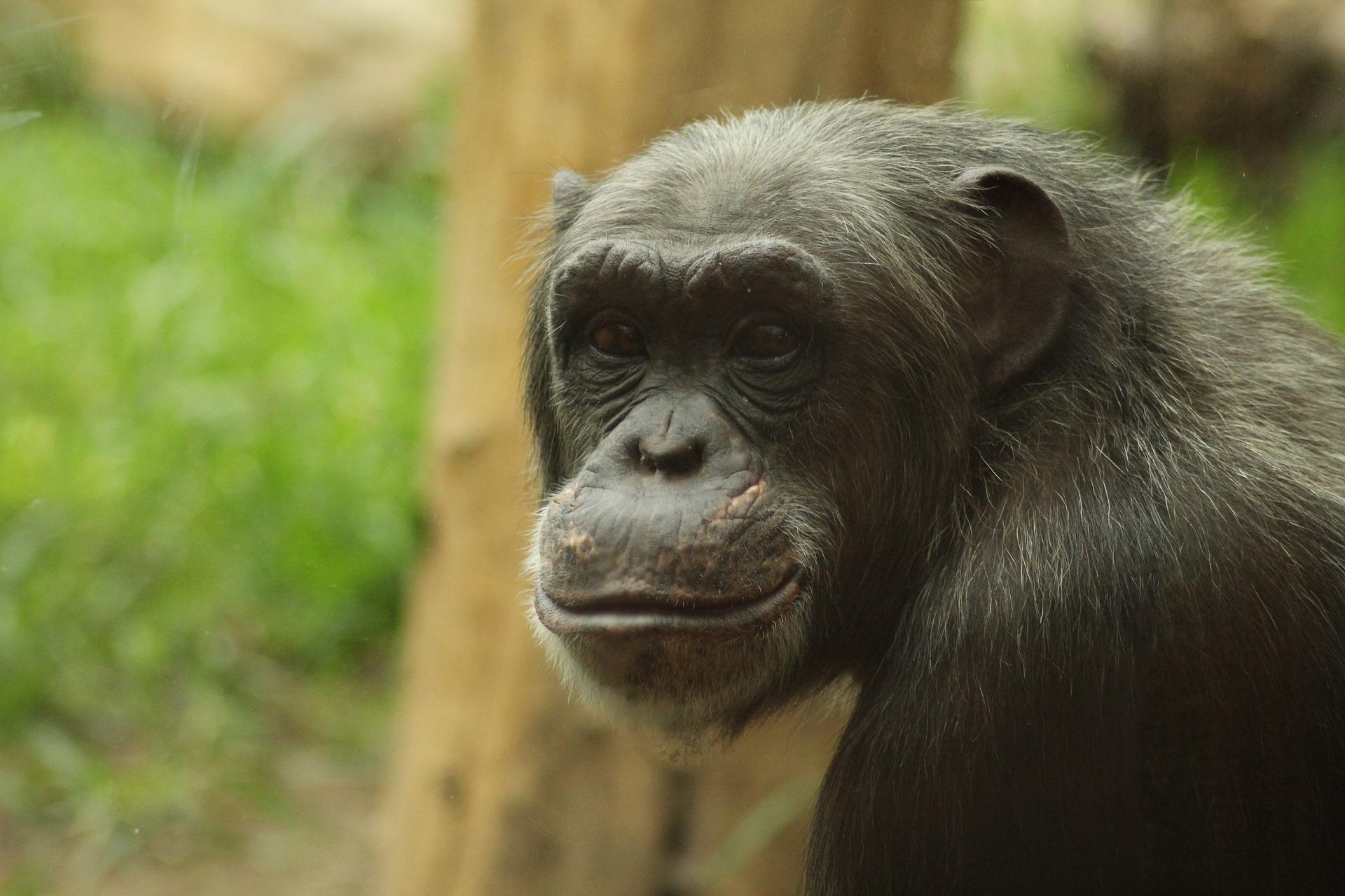 Chimpanzees in Nyungwe Forest
