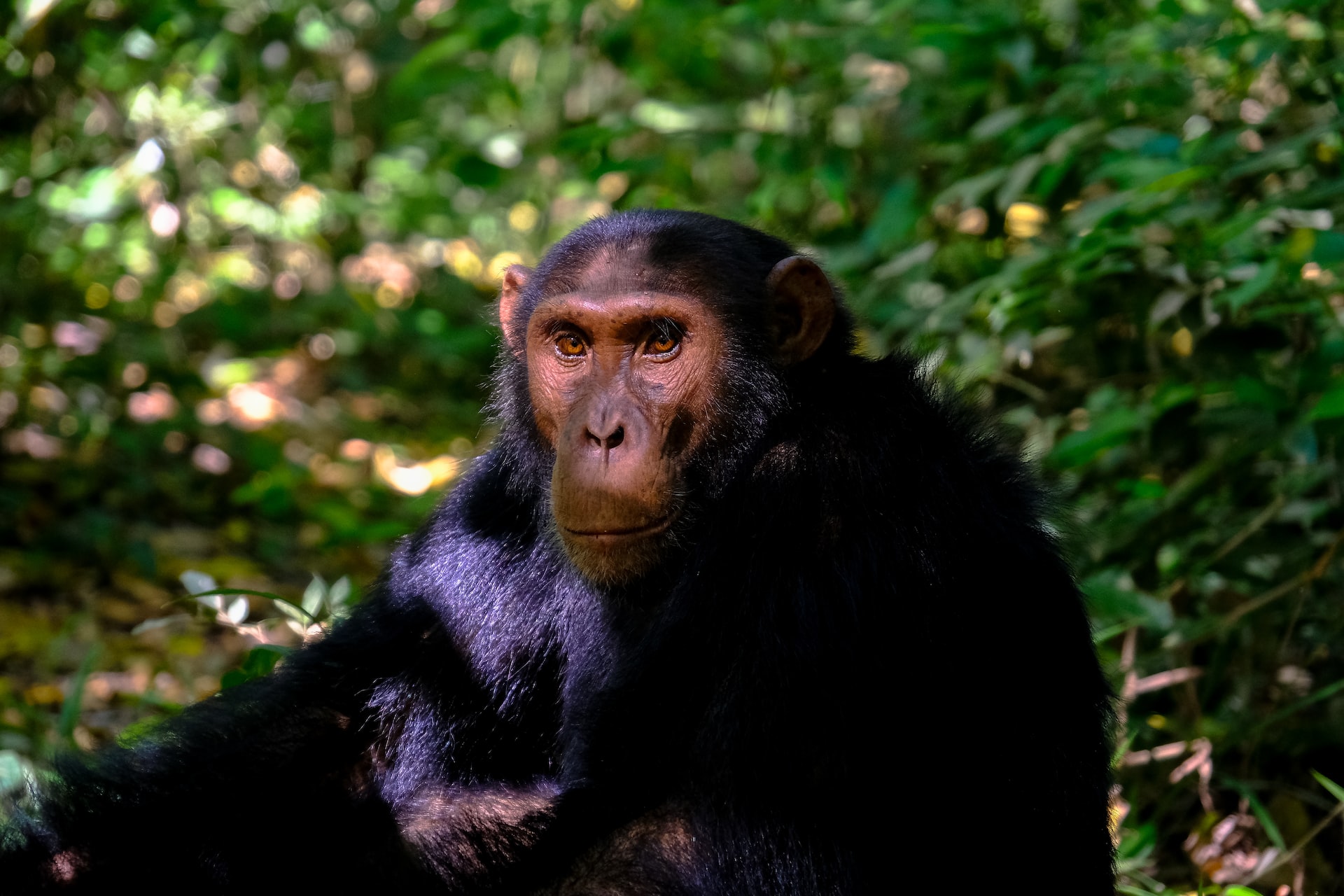 Monkeys in Nyungwe forest