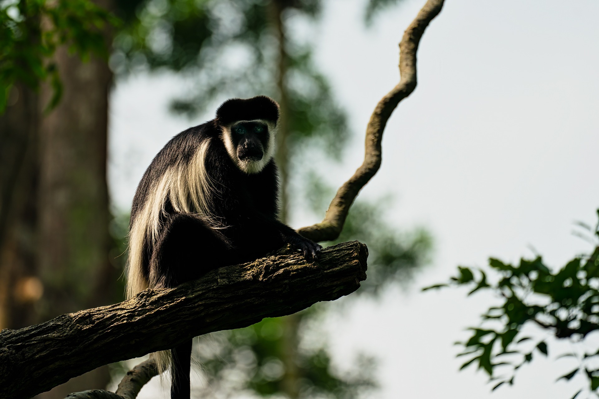 Monkey Tracking in Nyungwe Forest