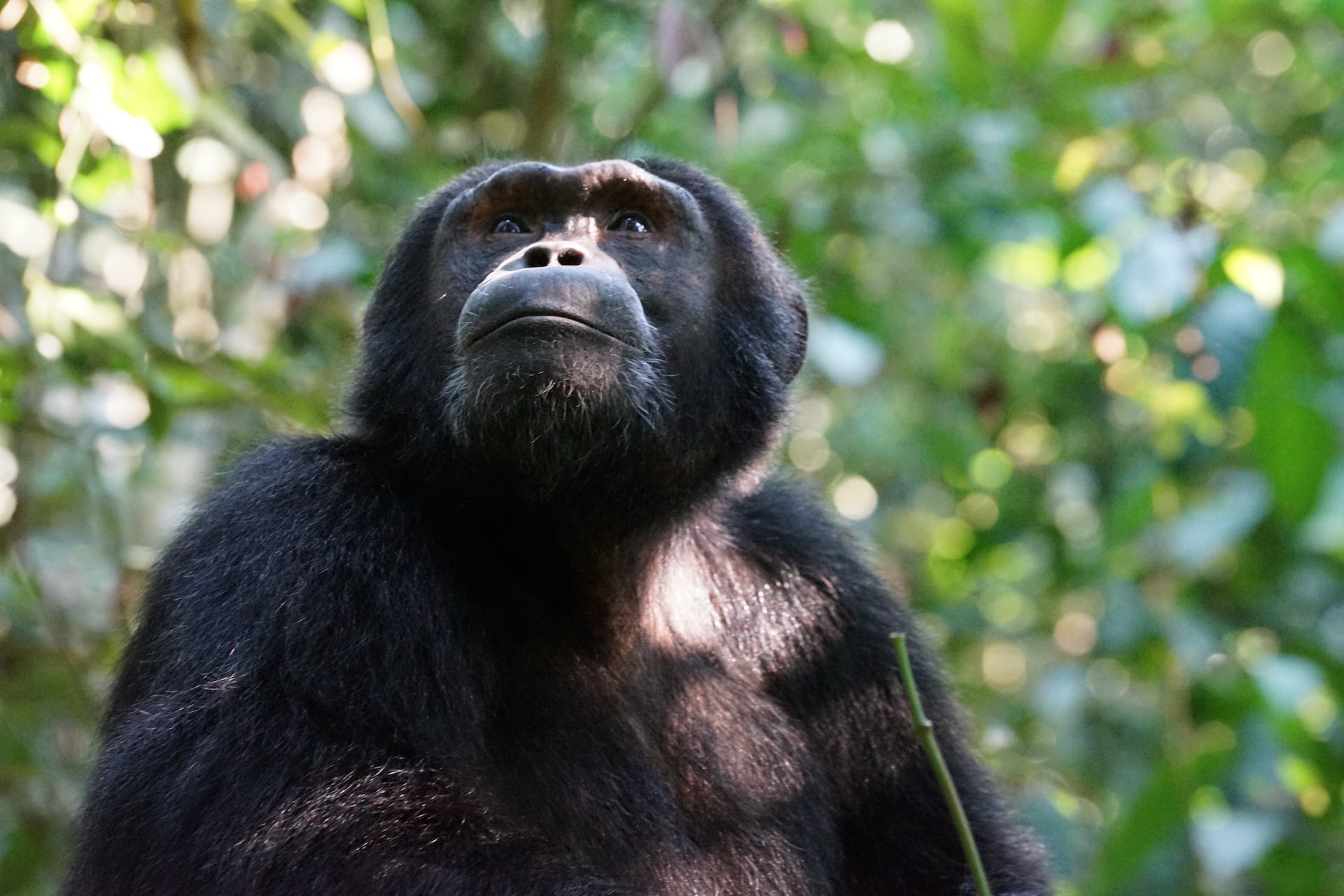 Chimpanzee trekking in nyungwe forest