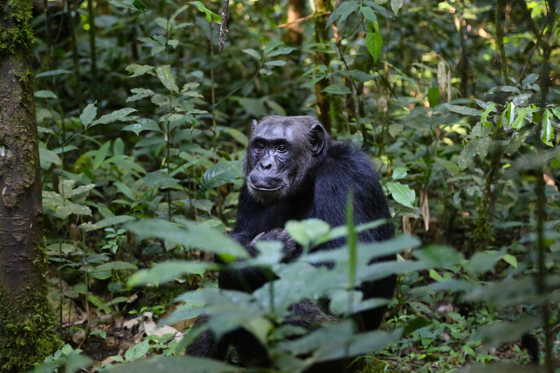 Rwanda Chimpanzees in Nyungwe Forest