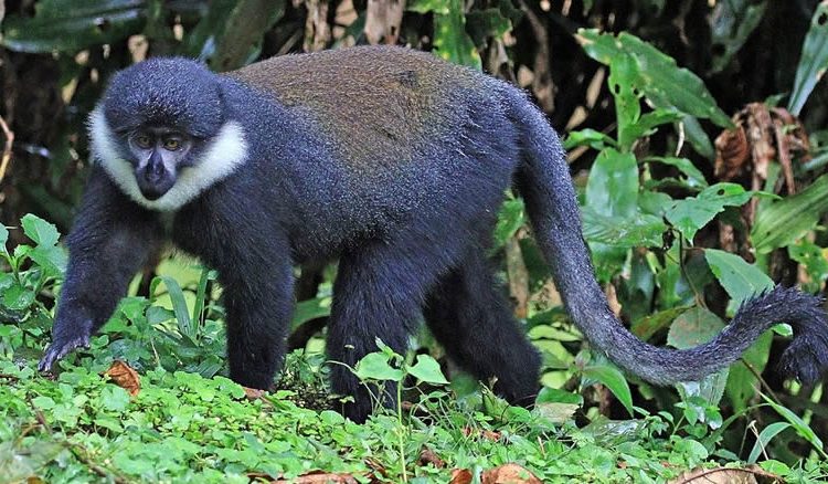 Monkeys in Nyungwe forest
