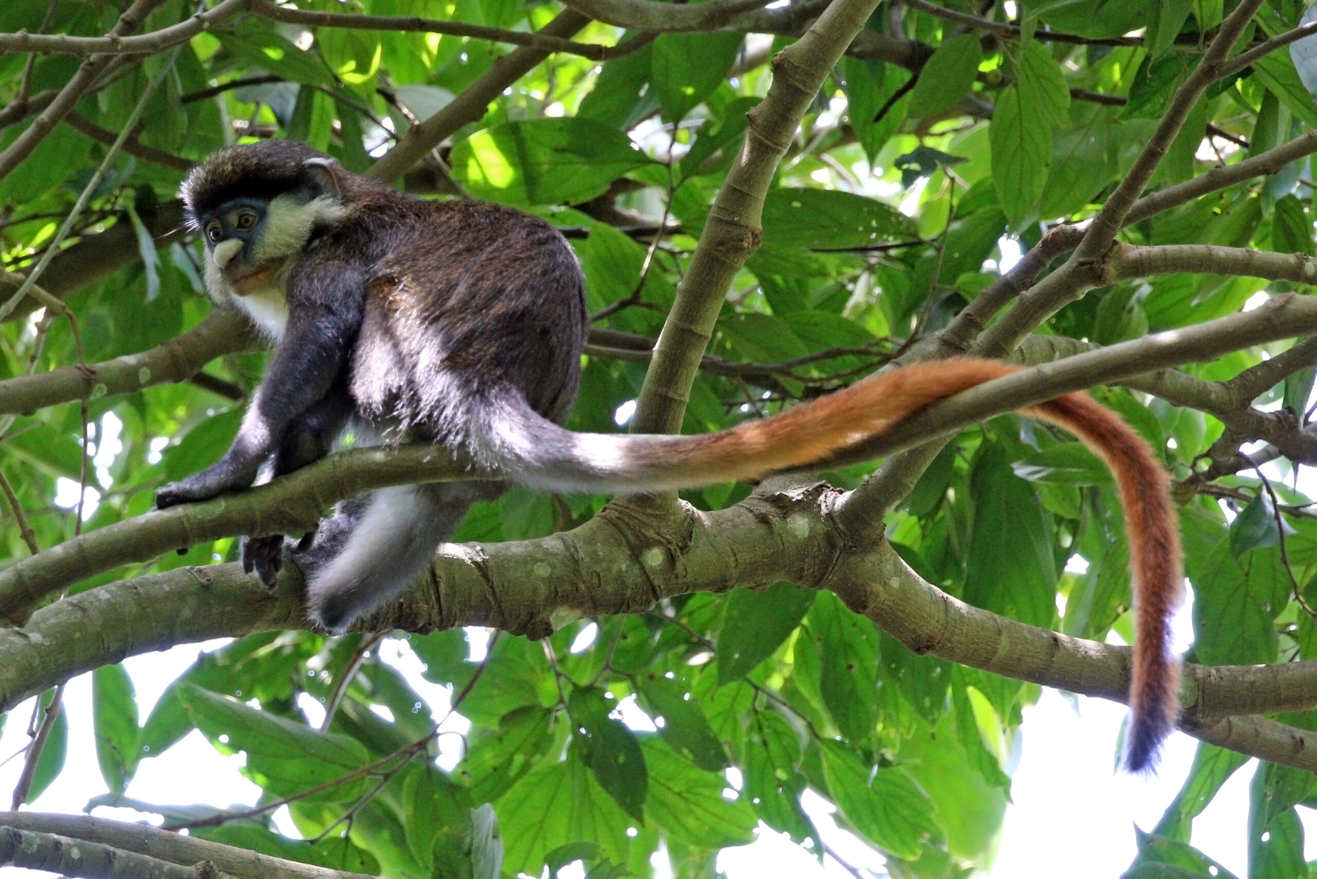 Monkeys in Nyungwe forest