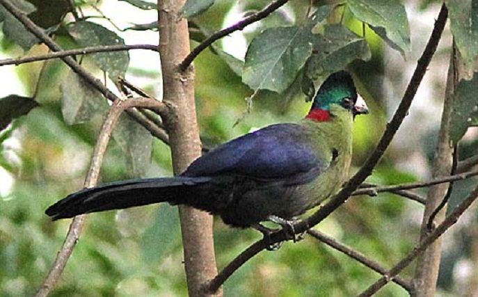 Birding in Nyungwe Forest