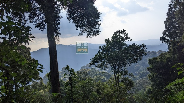 Monkey Tracking in Nyungwe Forest National Park