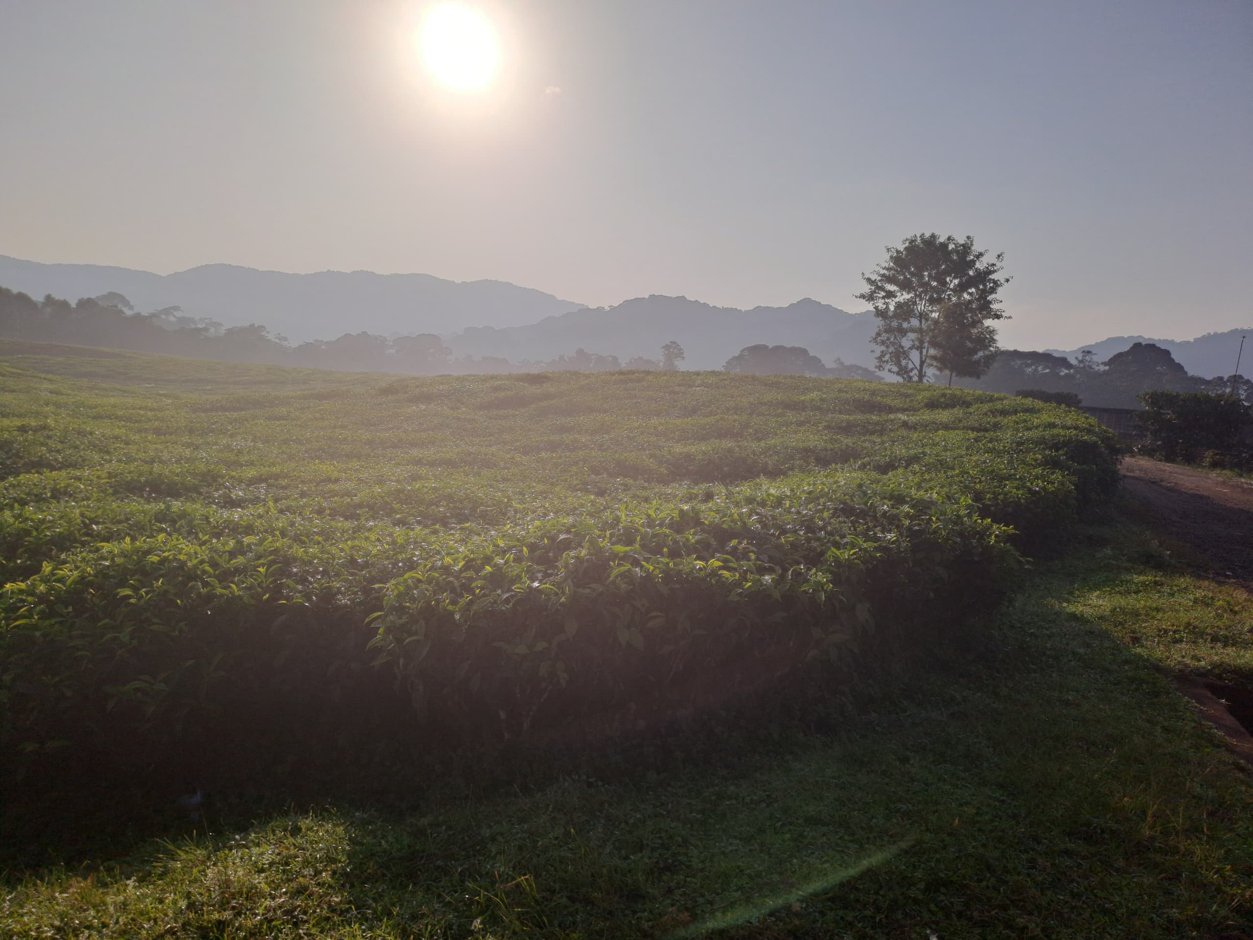 Climate and Weather in Nyungwe Forest National Park